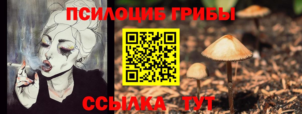 Псилоцибиновые грибы прущие грибы  купить   Вход с VPN  Сокол  Псилоцибиновые грибы Psilocybe 
